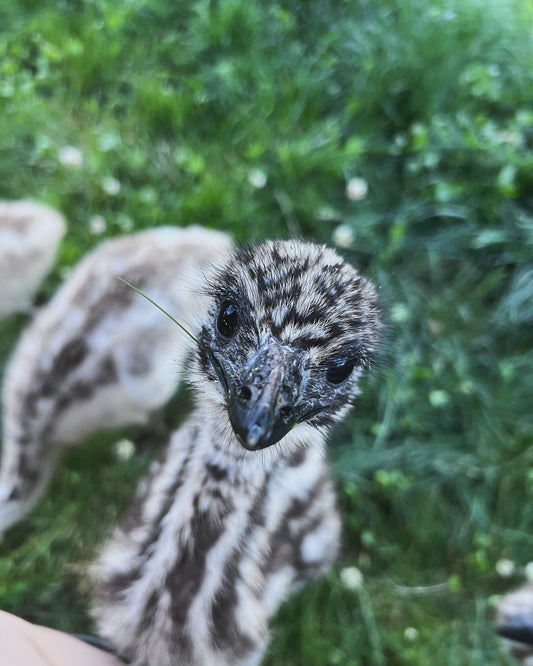 Emu Care Guide: Tips for Raising Happy, Healthy Emus