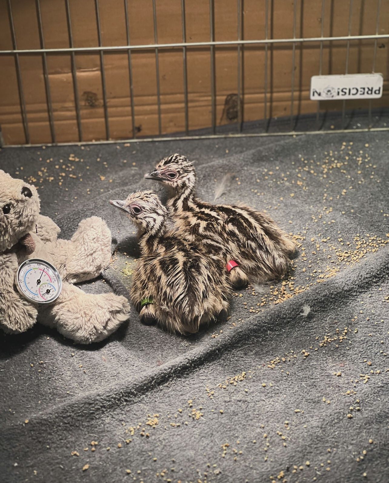 DEPOSIT: Standard Emu chick