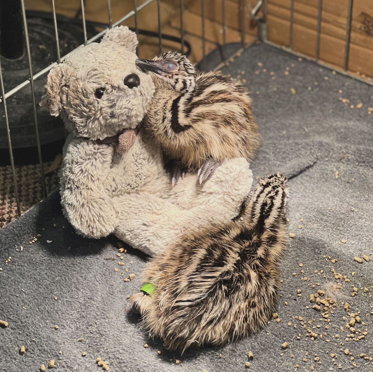 DEPOSIT: Standard Emu chick
