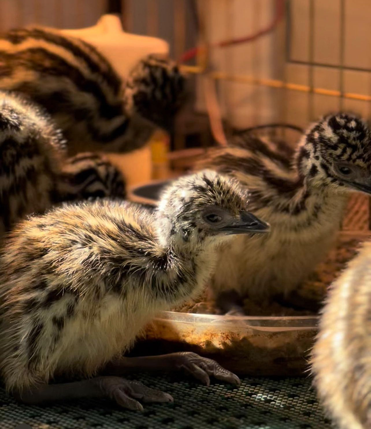 DEPOSIT: Standard Emu chick